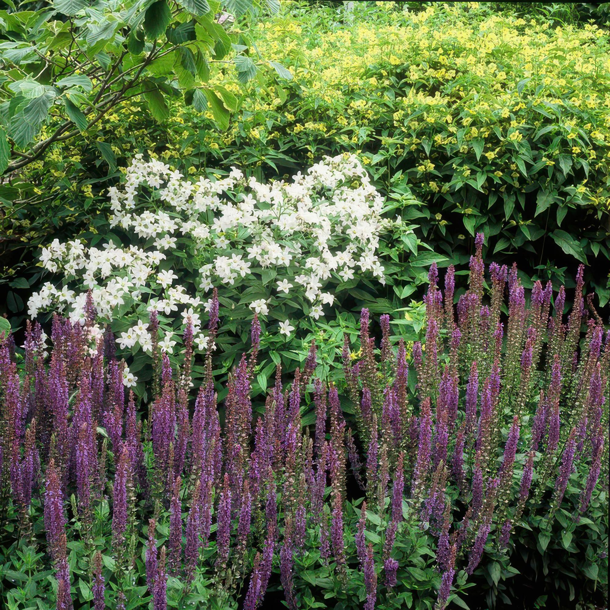 Steppen-Salbei ‘Ostfriesland’ (Salvia nemorosa)