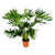 Philodendron Selloum - 120 cm - Ø27