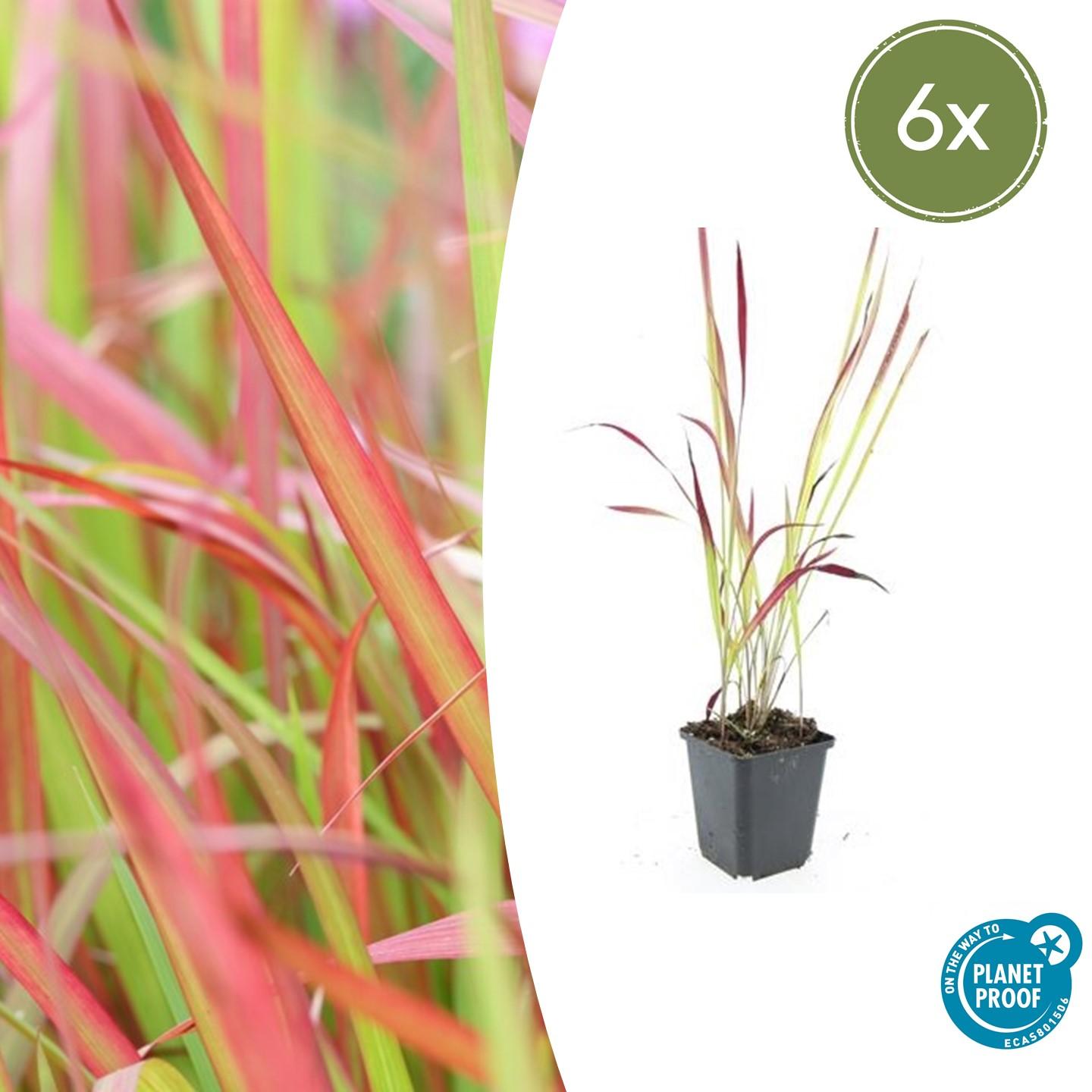 Imperata cylindrica 'Red Baron'