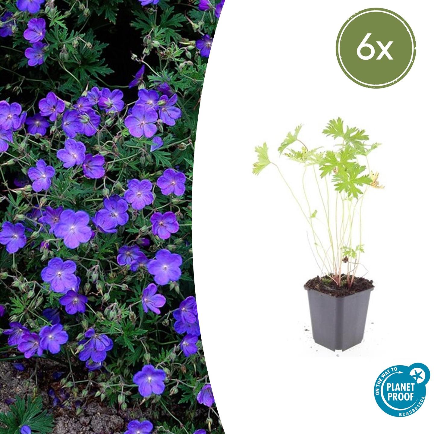 Storchschnabel ‘Johnson’s Blue’ (Geranium)