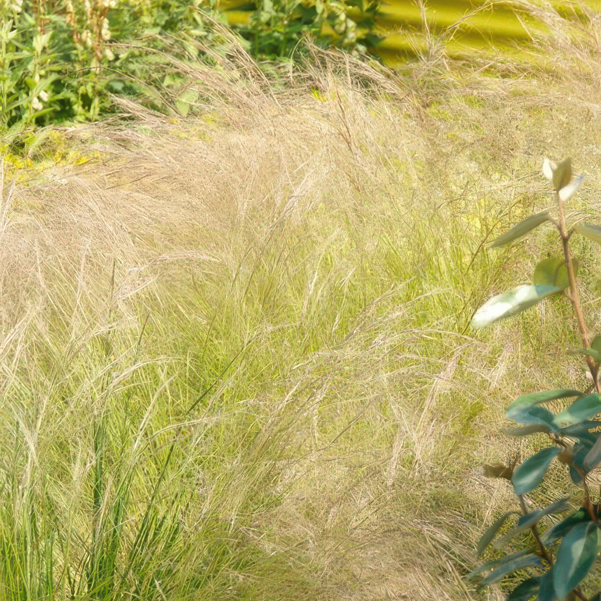 Federgras ‘Ponytails’ (Stipa tenuissima)