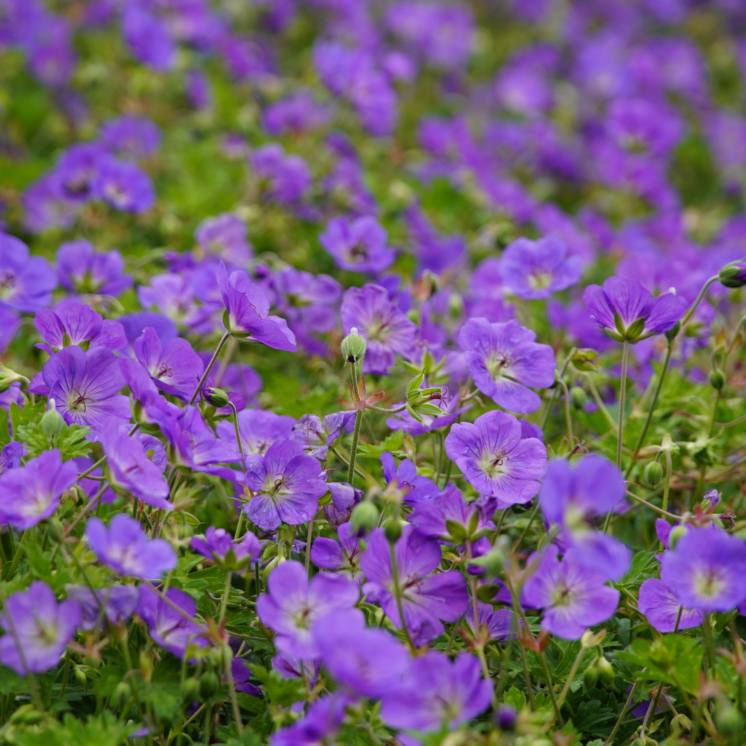Geranium ‘Azure Rush’ (Storchschnabel)
