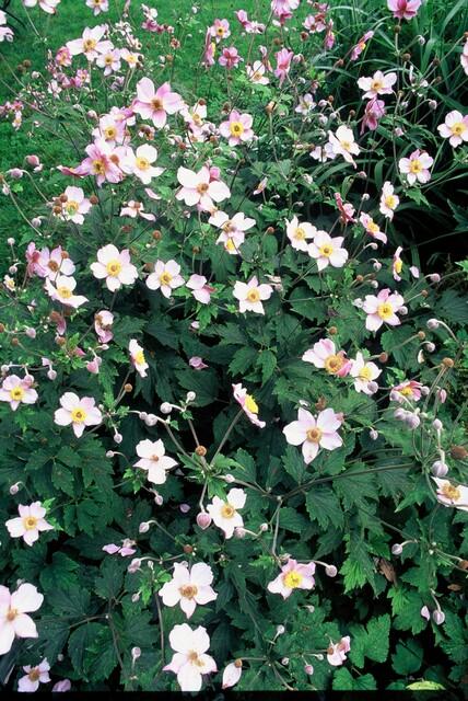 Herbst-Anemone ‘Robustissima’ (Anemone tomentosa)