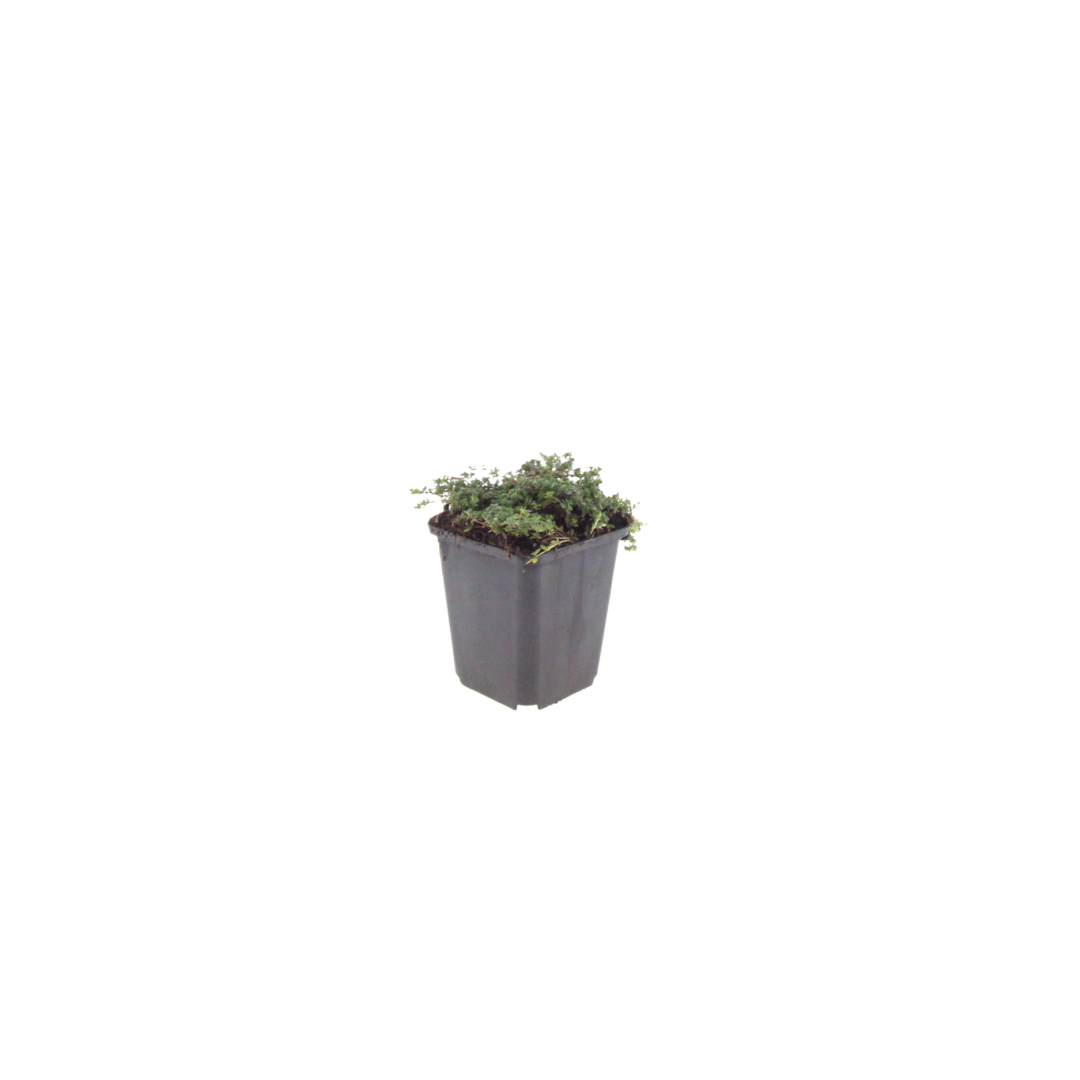 Thymus praecox ‘Purple Beauty’ (Polster-Thymian)