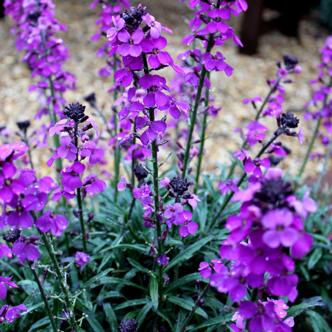 Schöterich ‘Bowles’ Mauve’ (Erysimum)