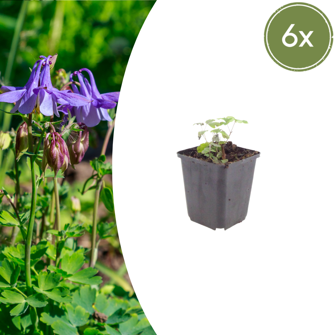 Aquilegia vulgaris (Akelei)