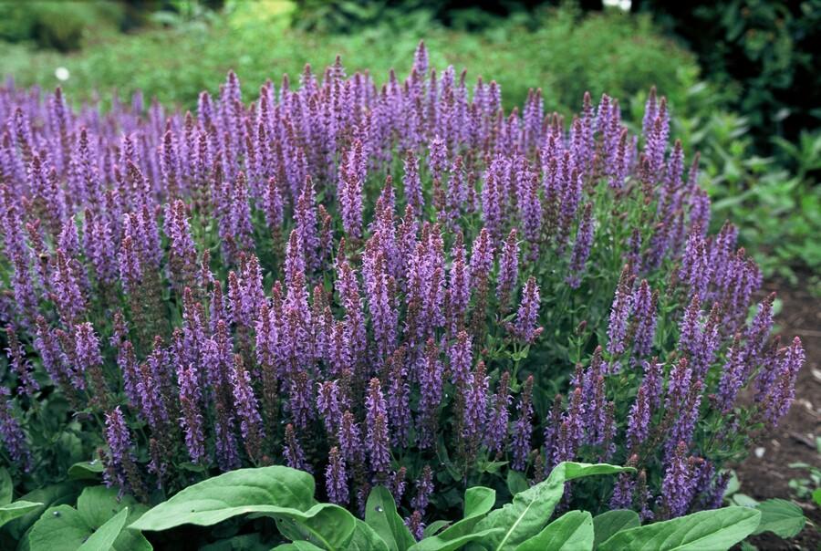 Salvia nemorosa ‘Caradonna’ (Steppen-Salbei)