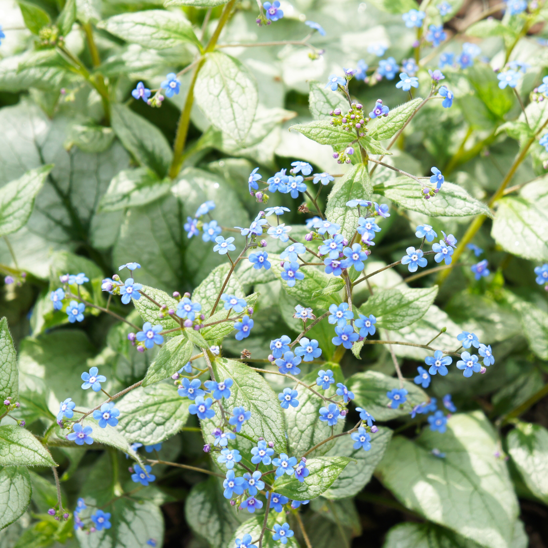 Brunnera macrophylla ‘Jack Frost’ (Kaukasus-Vergissmeinnicht)
