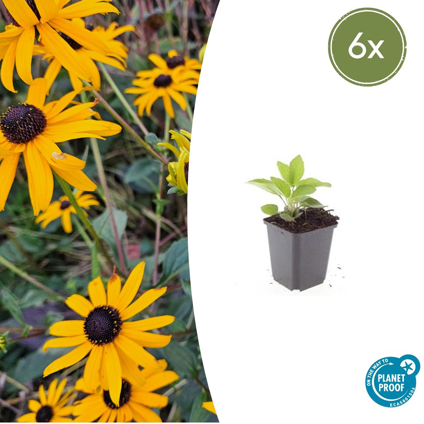 Rudbeckia fulgida ‘Goldsturm’ (Sonnenhut)