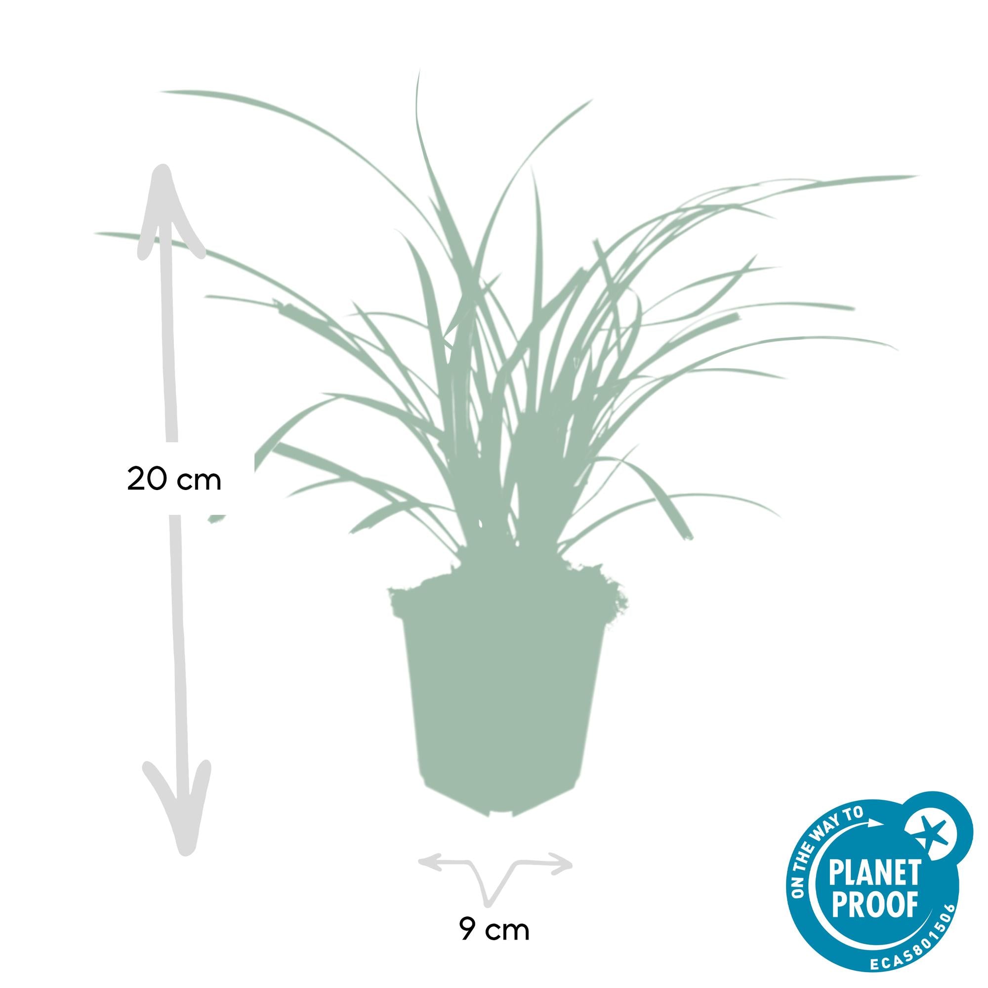 Japan-Segge ‘Ice Dance’ (Carex morrowii)