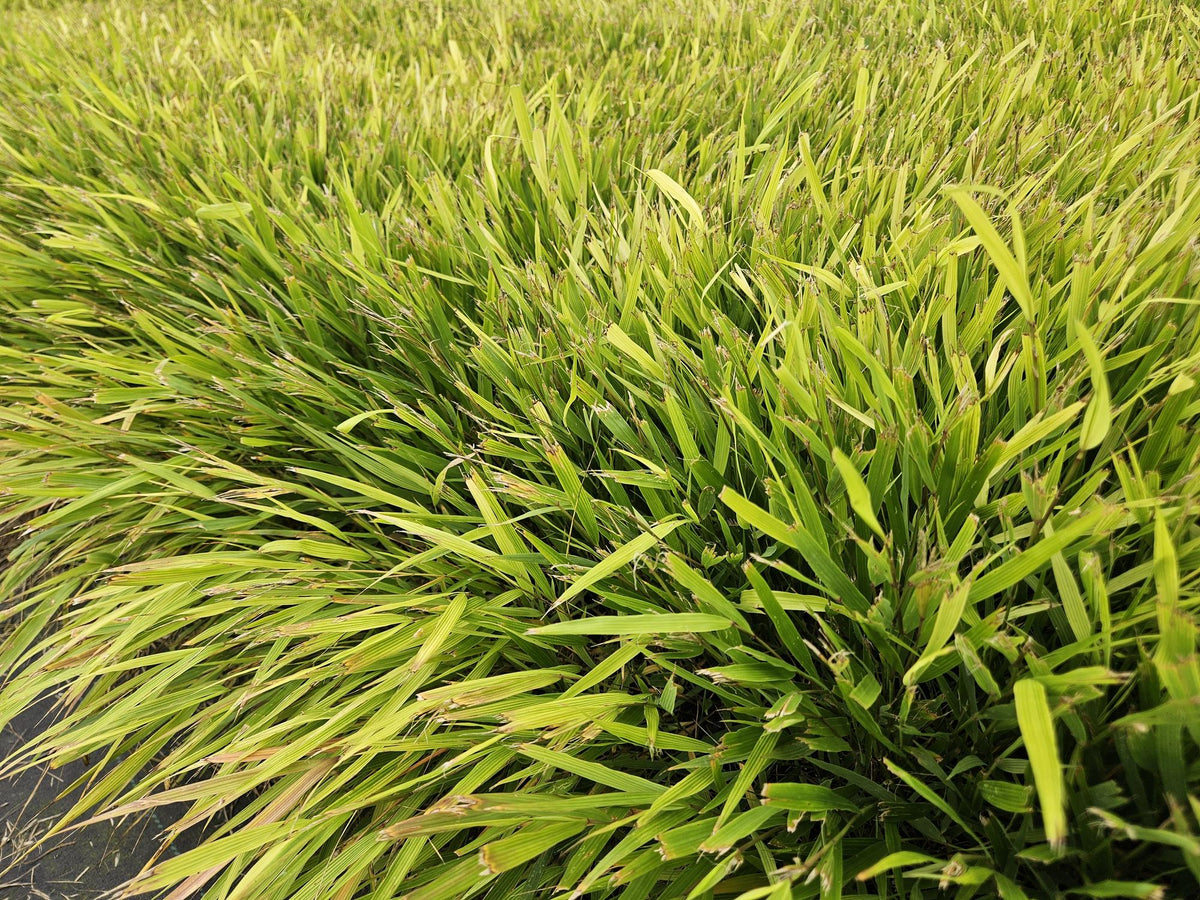 Japanisches Berggras (Hakonechloa macra)