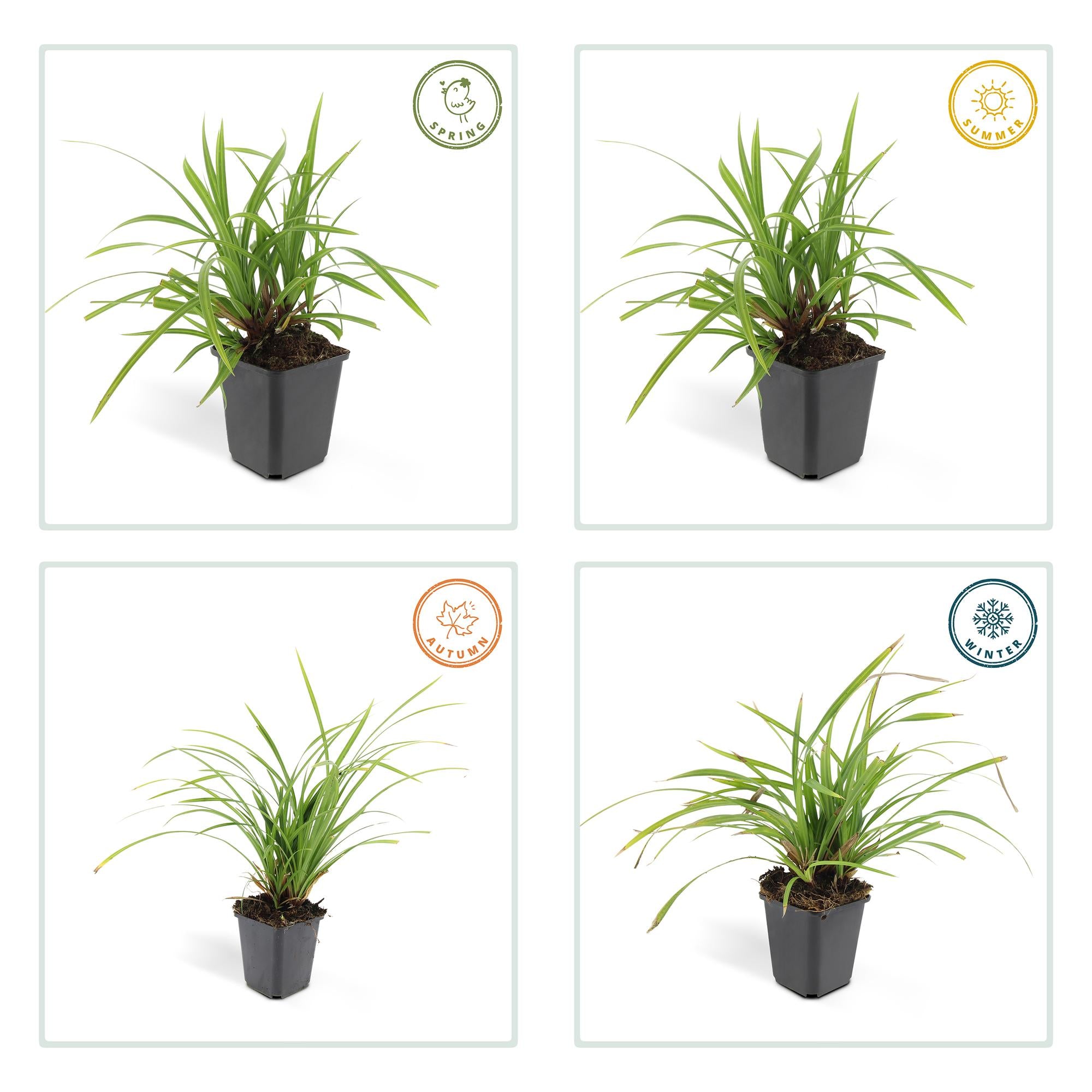 Carex morrowii ‘Irish Green’ (Japan-Segge)