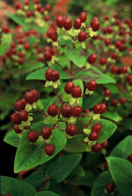 Johanniskraut ‘Beauty’ (Hypericum inodorum)