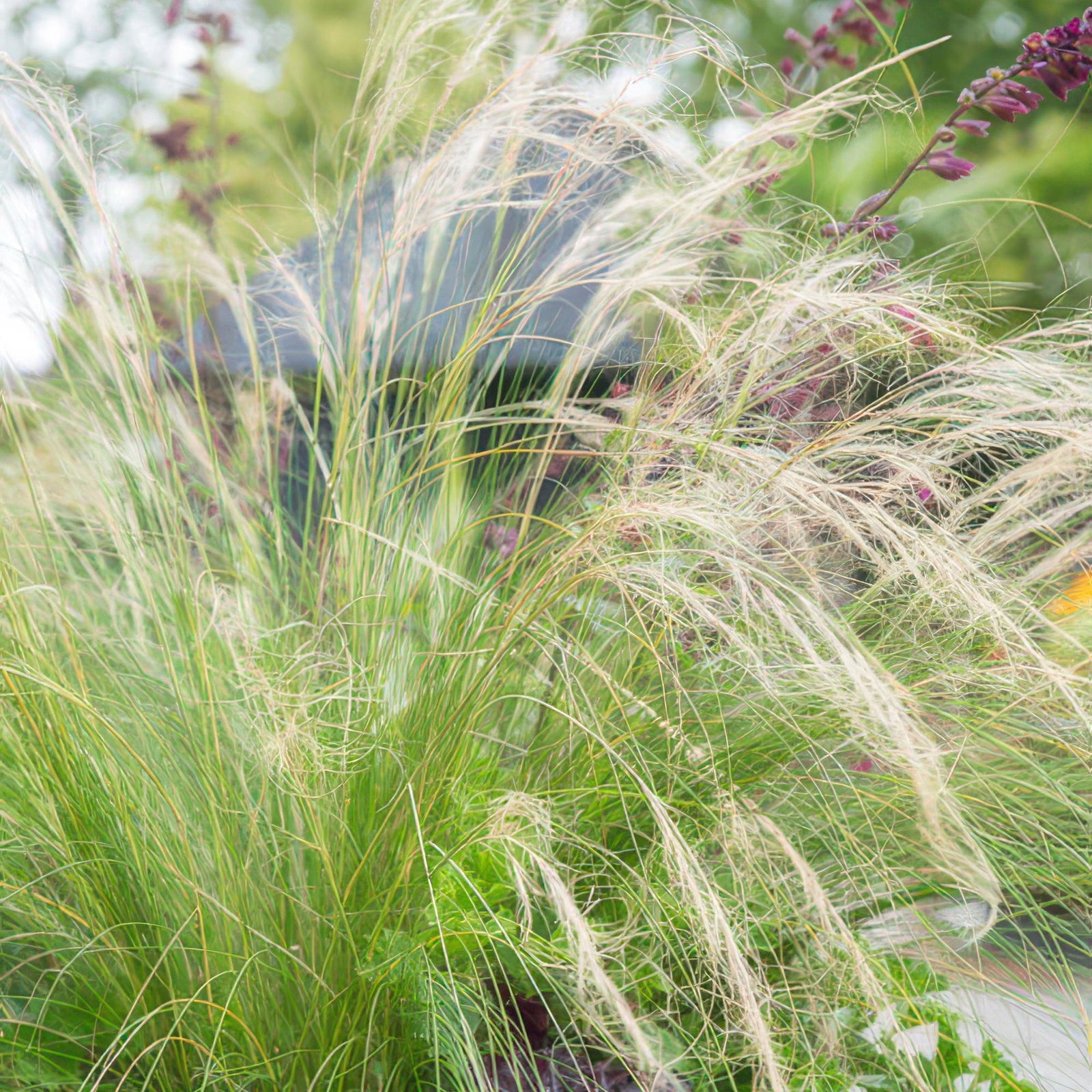 Federgras ‘Ponytails’ (Stipa tenuissima)