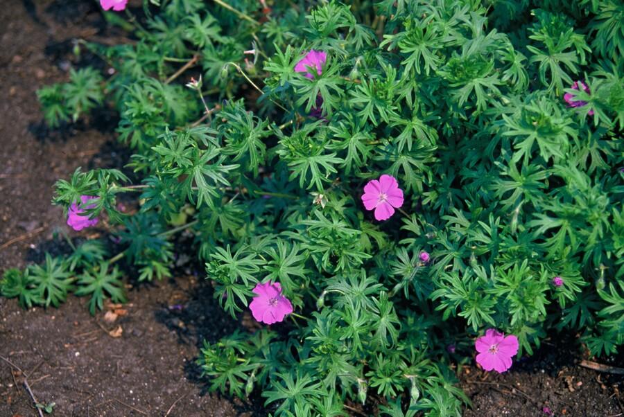 Geranium ‘Tiny Monster’ (Storchschnabel)