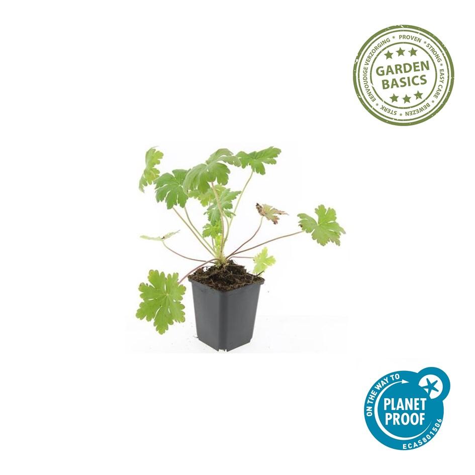Duft-Storchschnabel ‘Ingwersen’s Varietät’ (Geranium macrorrhizum)