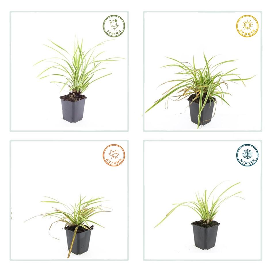 Japan-Segge ‘Aureovariegata’ (Carex morrowii)