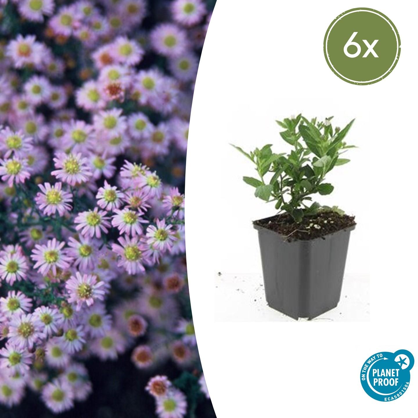 Wild-Aster ‘Stardust’ (Aster ageratoides)