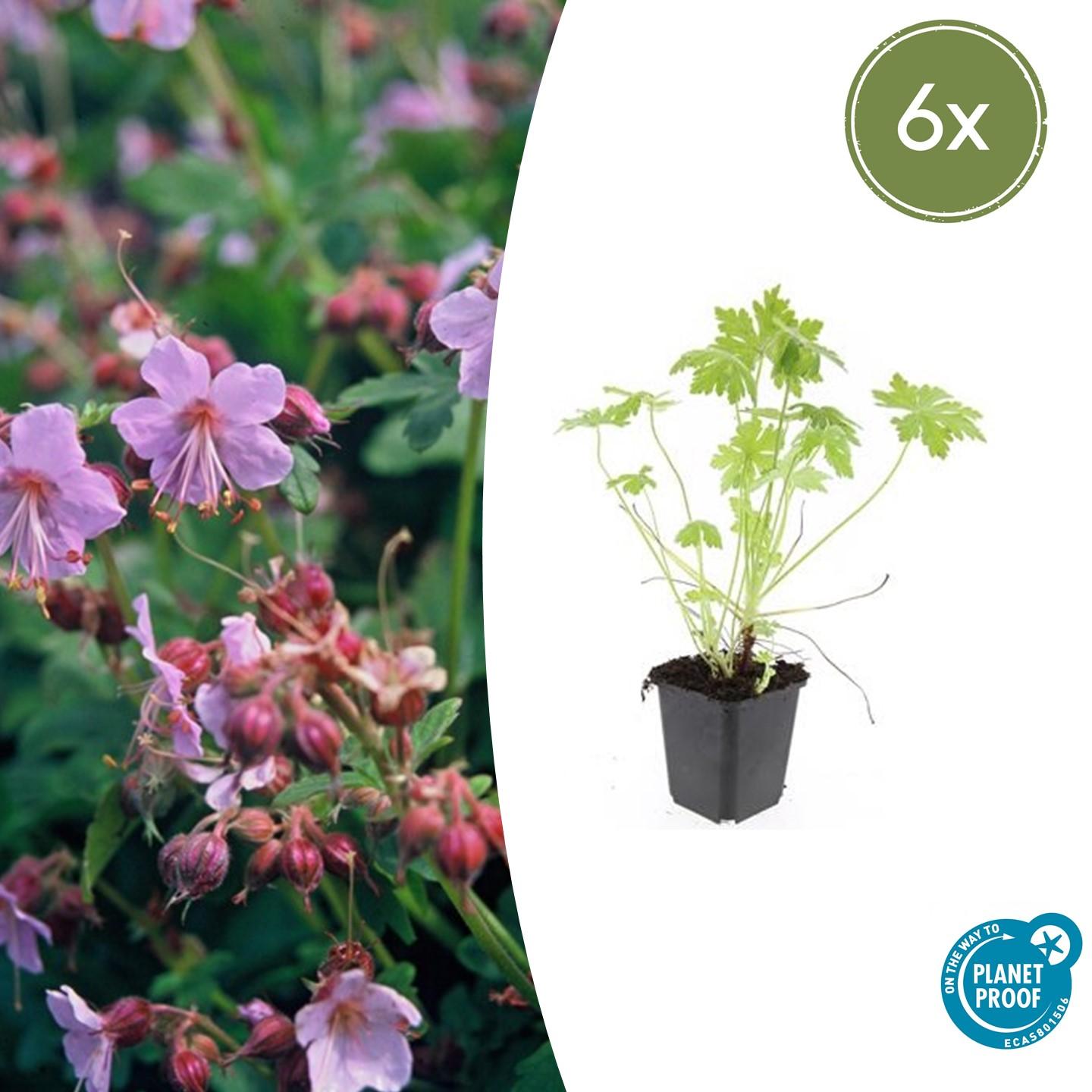 Duft-Storchschnabel (Geranium macrorrhizum)