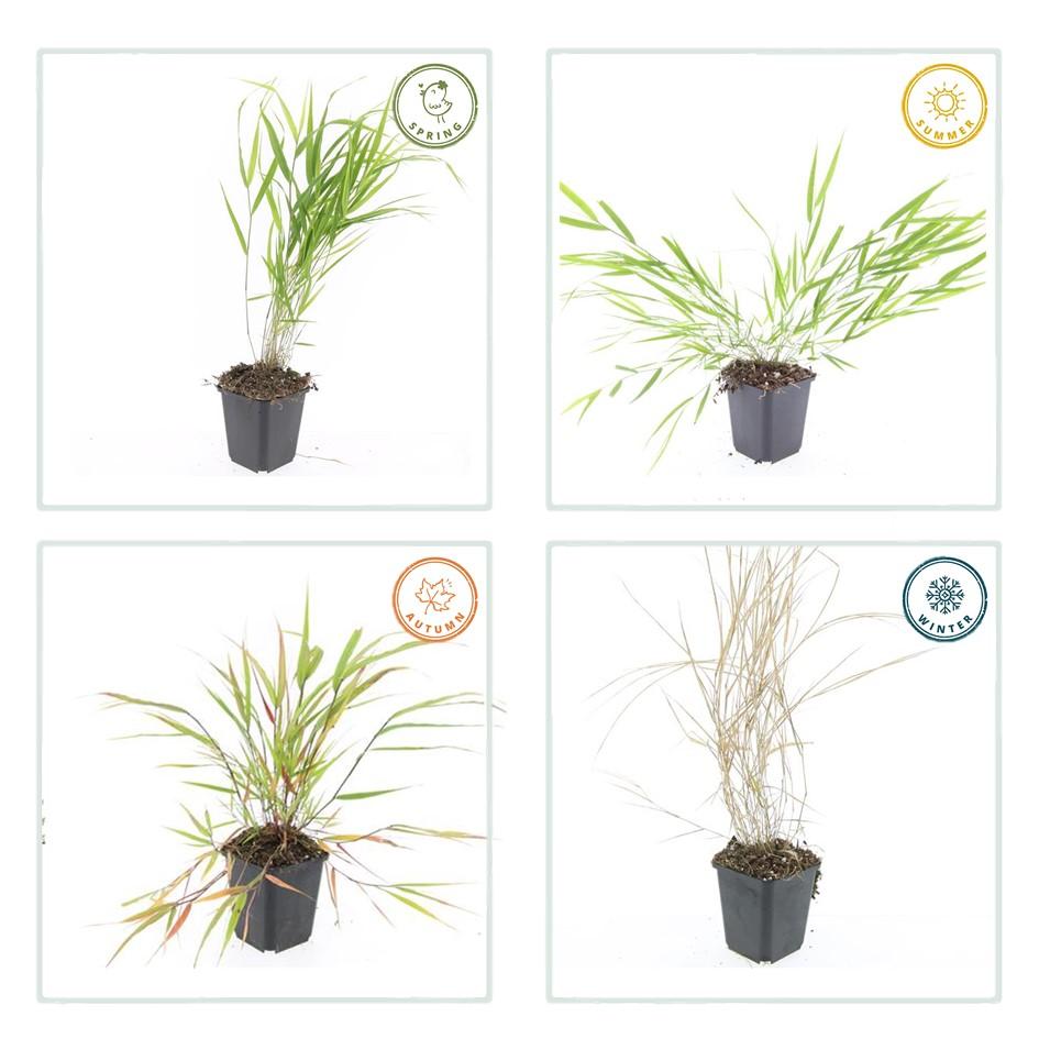 Japanisches Berggras (Hakonechloa macra)