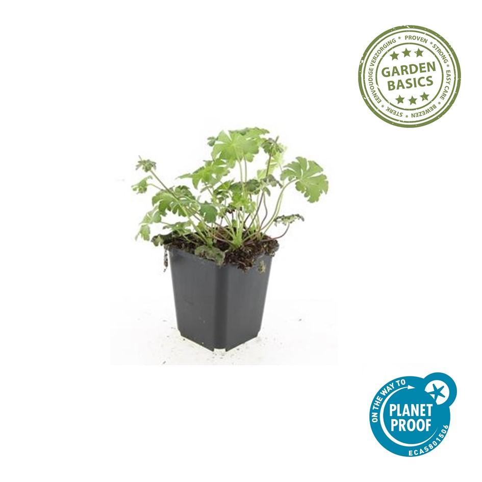 Storchschnabel ‘Cambridge’ (Geranium cantabrigiense)