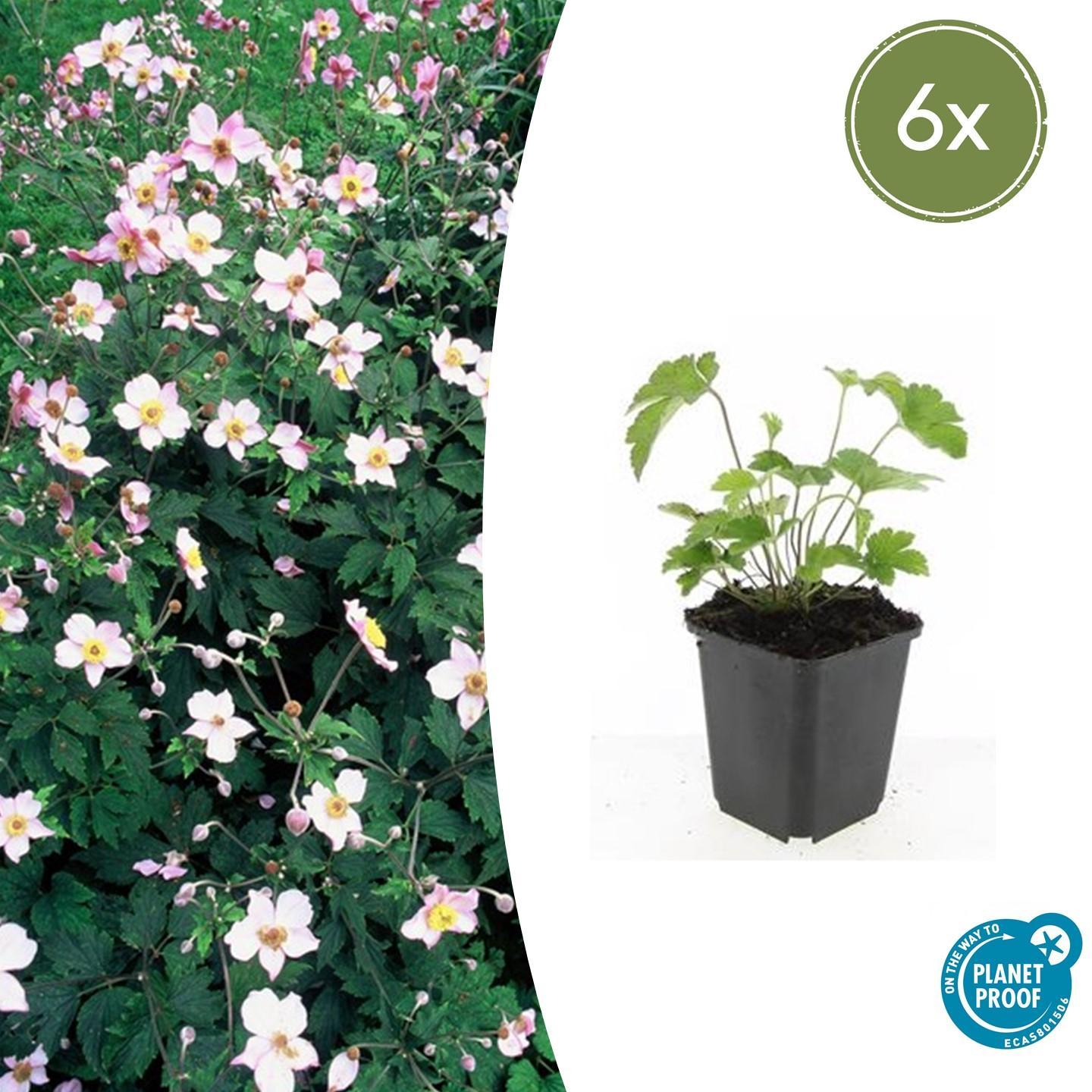 Herbst-Anemone ‘Robustissima’ (Anemone tomentosa)