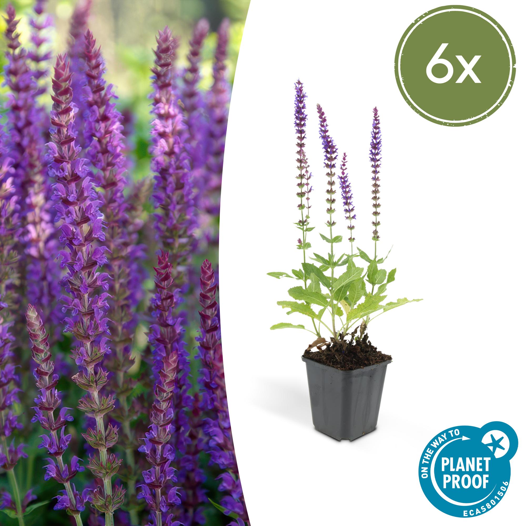 Steppen-Salbei ‘Ostfriesland’ (Salvia nemorosa)