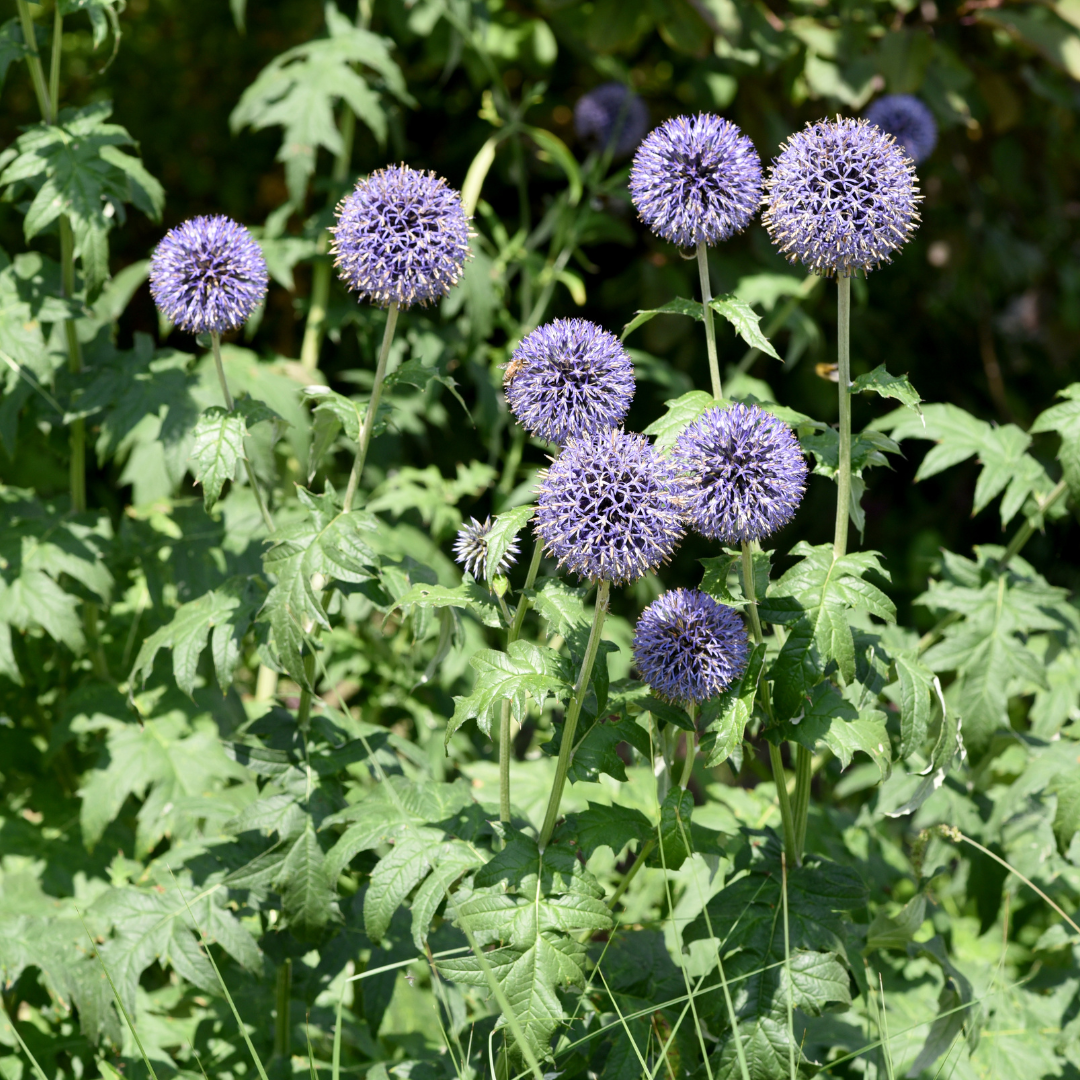 Echinops ritro (Kugeldistel)