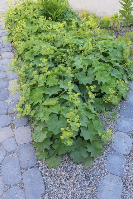 Alchemilla mollis (Frauenmantel)