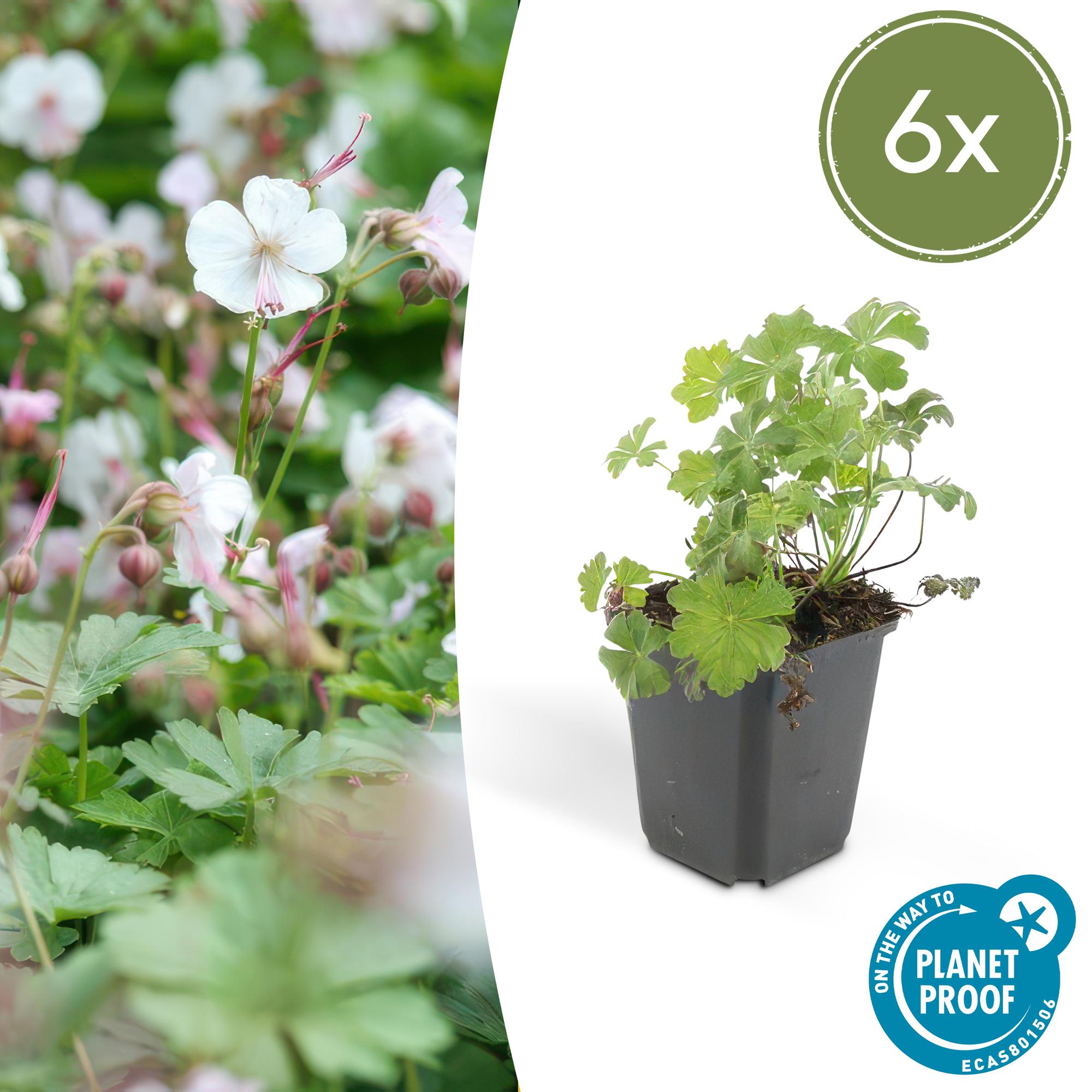 Storchschnabel ‘Biokovo’ (Geranium cantabrigiense)
