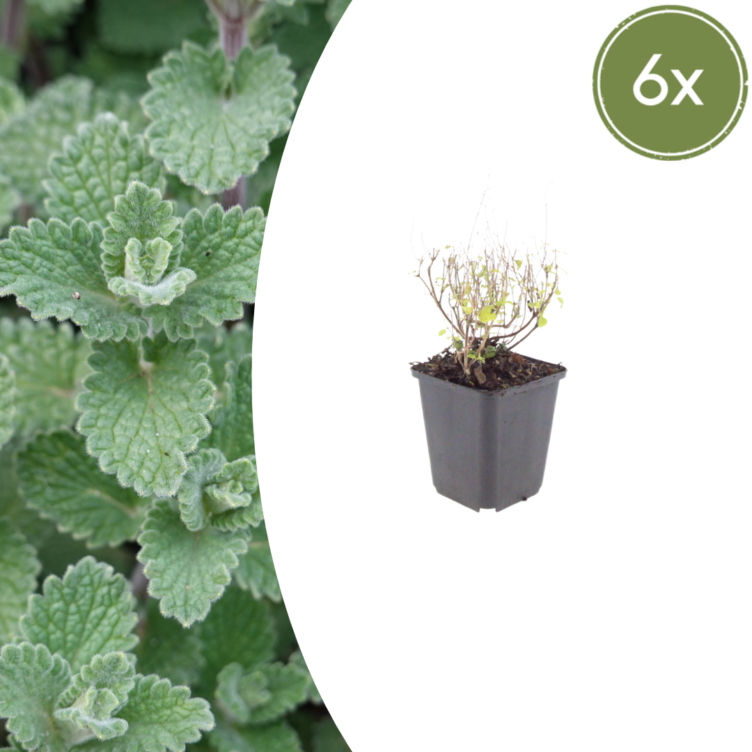 Steinquendel (Calamintha nepeta)