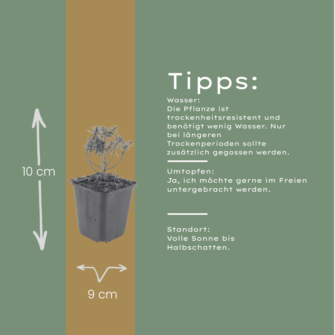 Iberis sempervirens ‘Schneeflocke’ (Schleifenblume)
