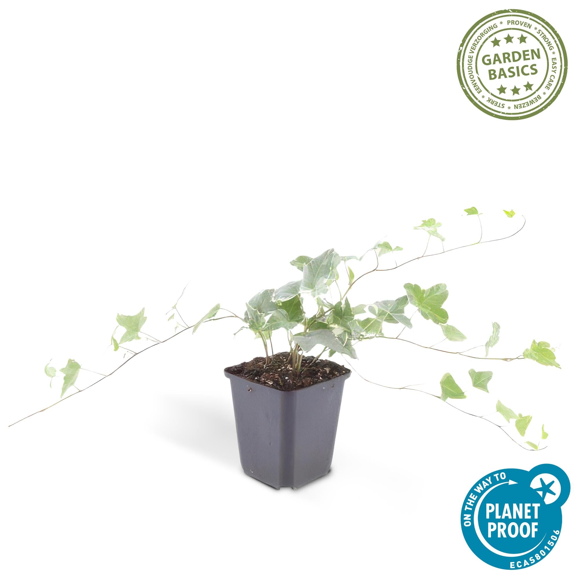 Efeu ‘Glacier’ (Hedera helix)