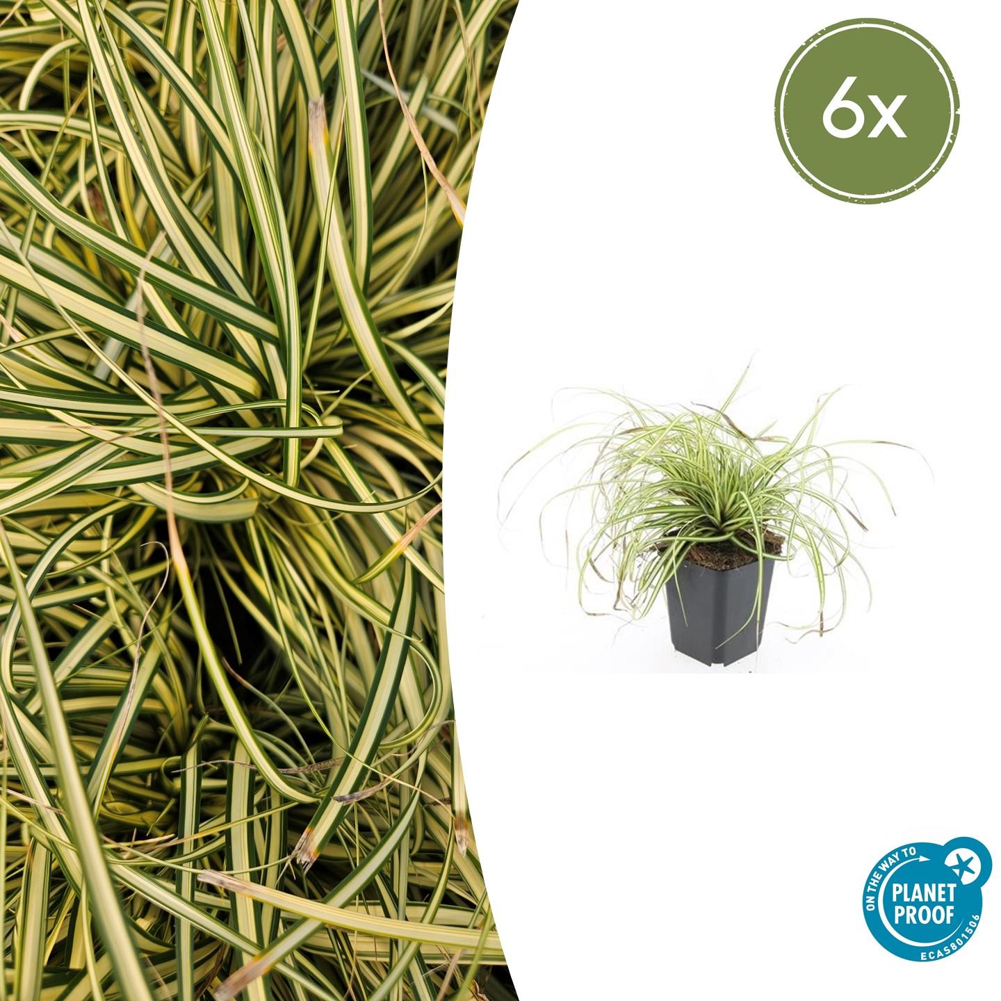Carex oshimensis ‘Evergold’ (Japan-Segge)
