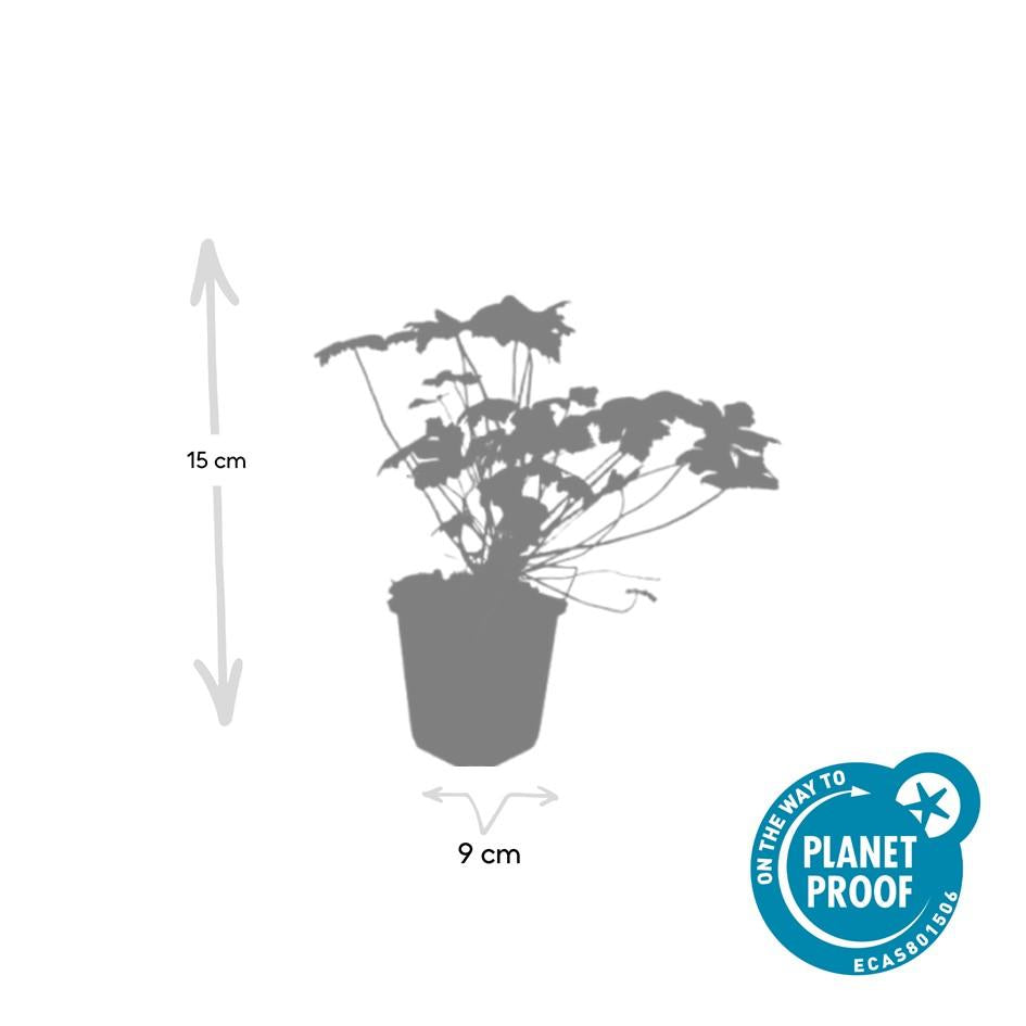 Geranium ‘Tiny Monster’ (Storchschnabel)