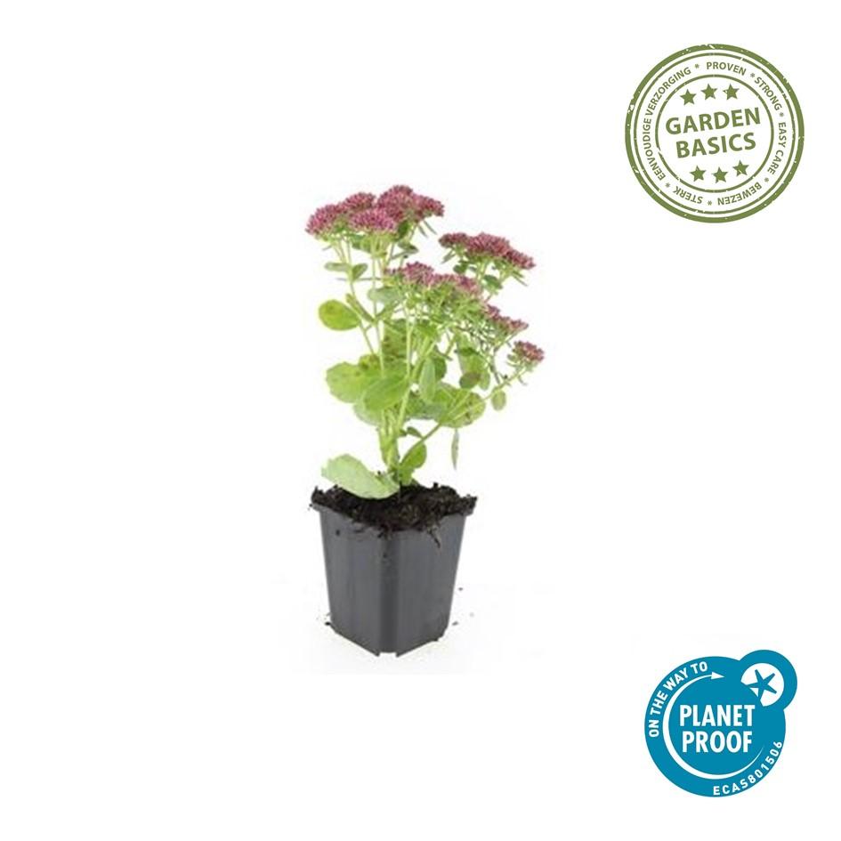 Fetthenne ‘Herbstfreude’ (Sedum)