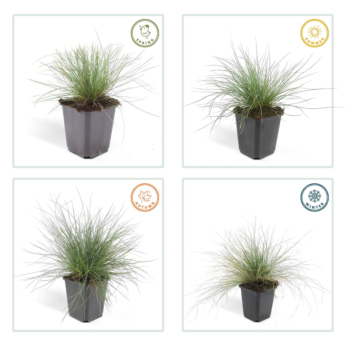 Blau-Schwingel (Festuca glauca)