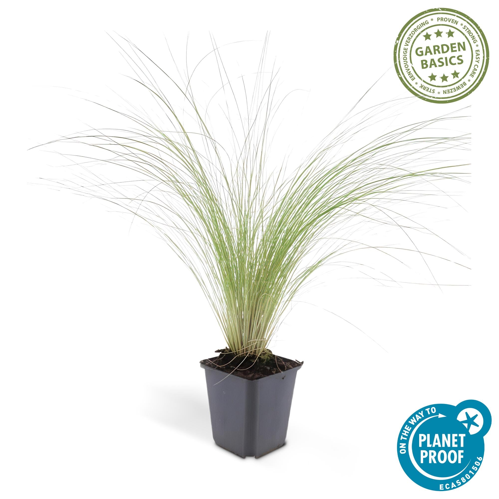 Federgras ‘Ponytails’ (Stipa tenuissima)