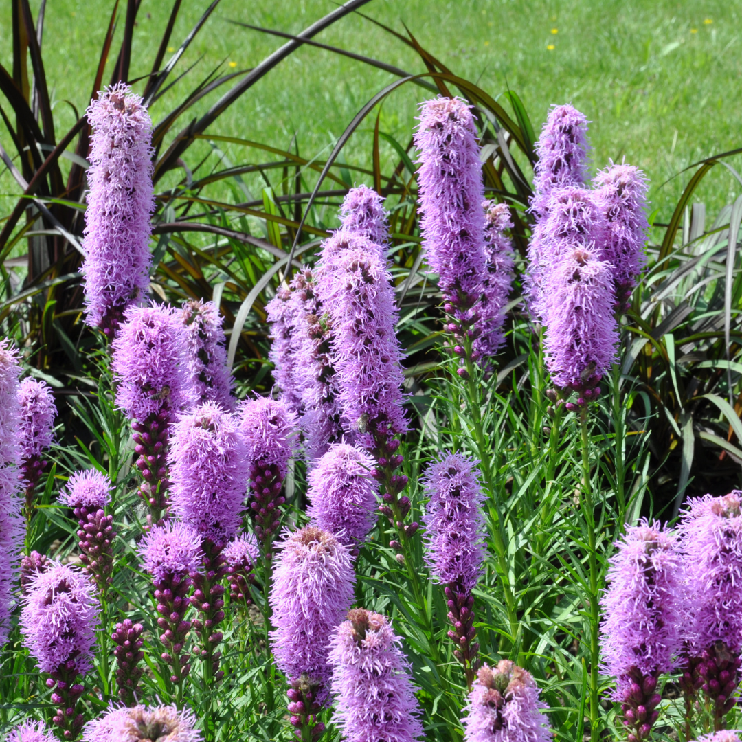 Liatris spicata (Prachtscharte)