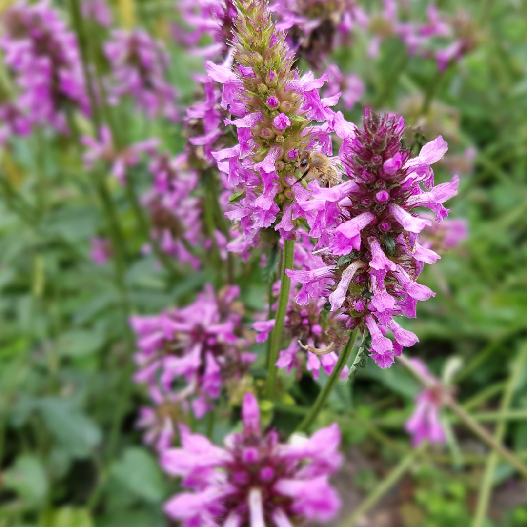 Stachys monieri ‘Hummelo’ (Ziest)
