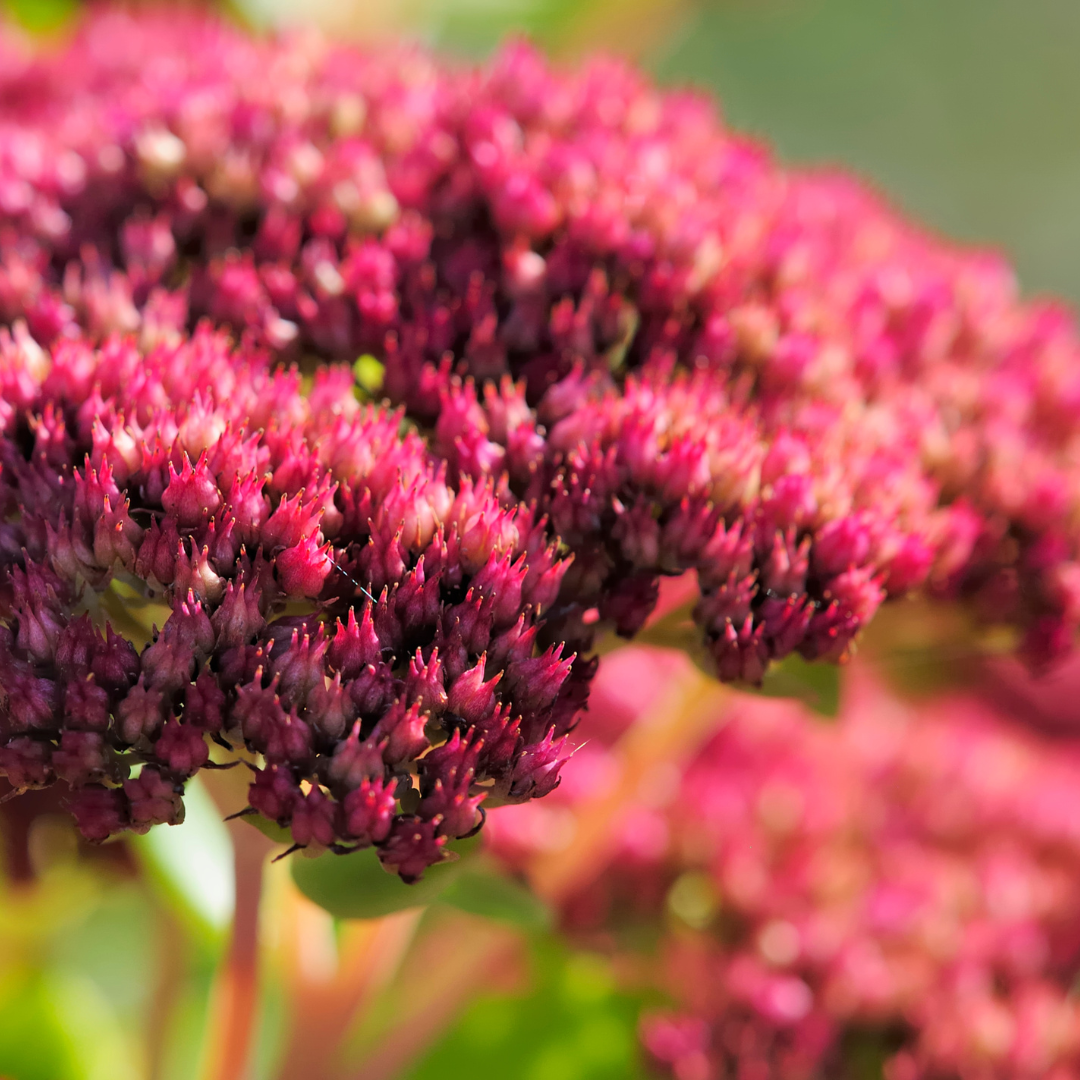 Sedum ‘Matrona’ (Fetthenne)
