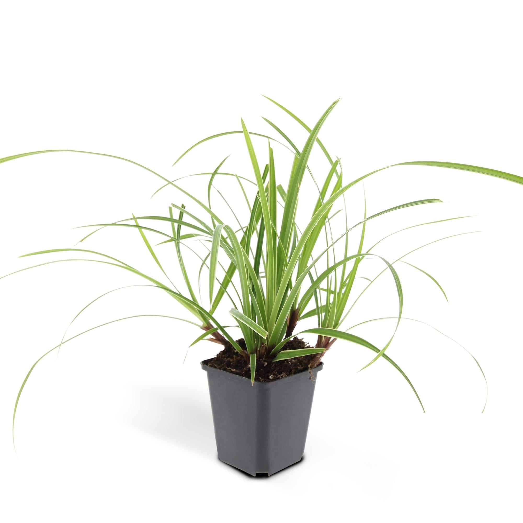 Japan-Segge ‘Ice Dance’ (Carex morrowii)