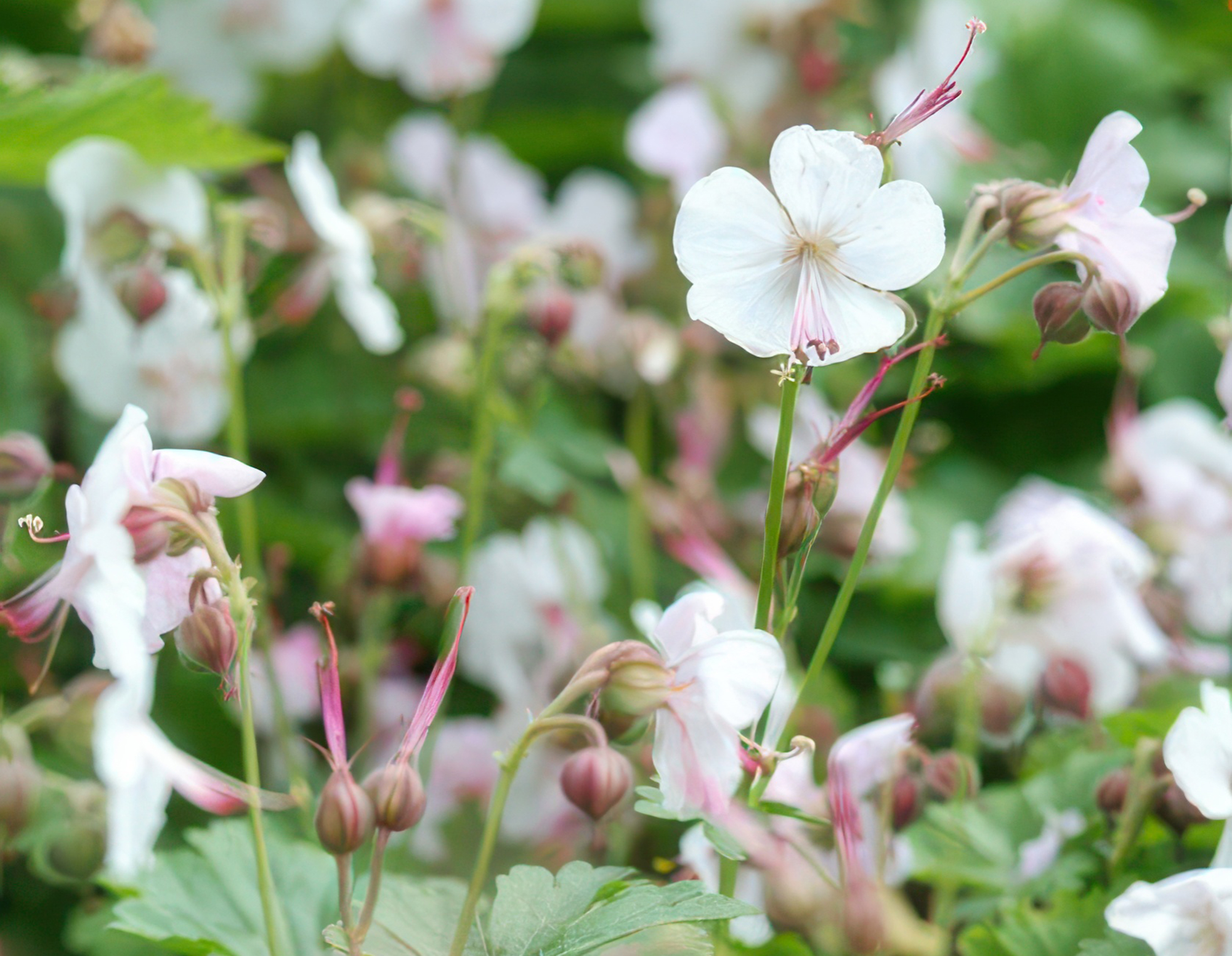 Storchschnabel ‘Biokovo’ (Geranium cantabrigiense)