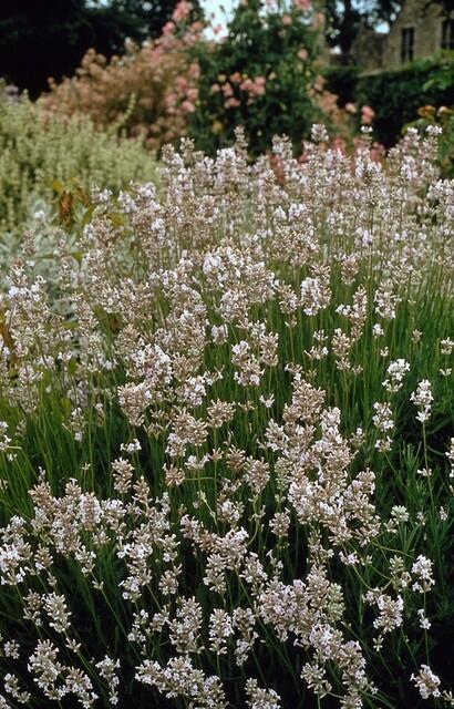 Weißer Lavendel ‘Edelweiss’ (Lavandula intermedia)