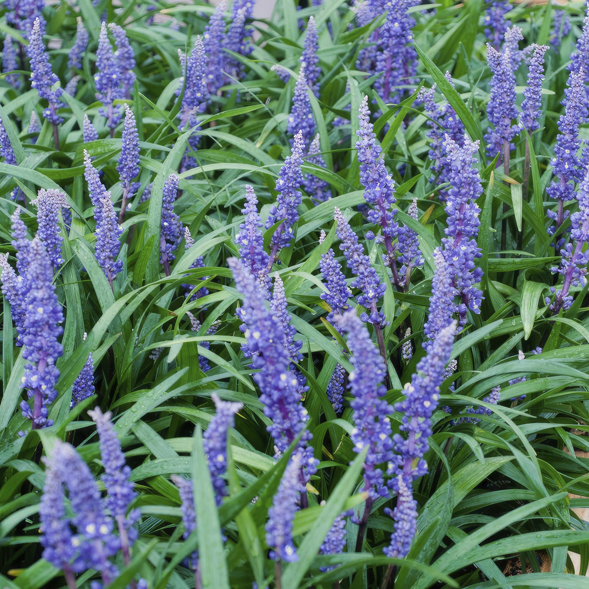 Liliengras ‘Big Blue’ (Liriope muscari)