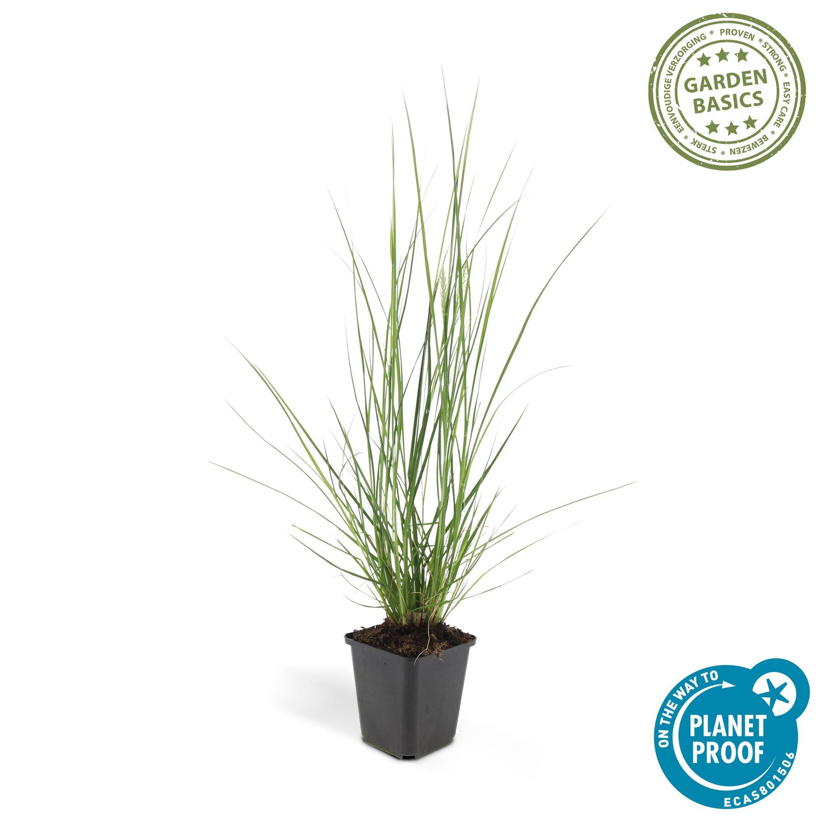 Lampenputzergras (Pennisetum alopecuroides)