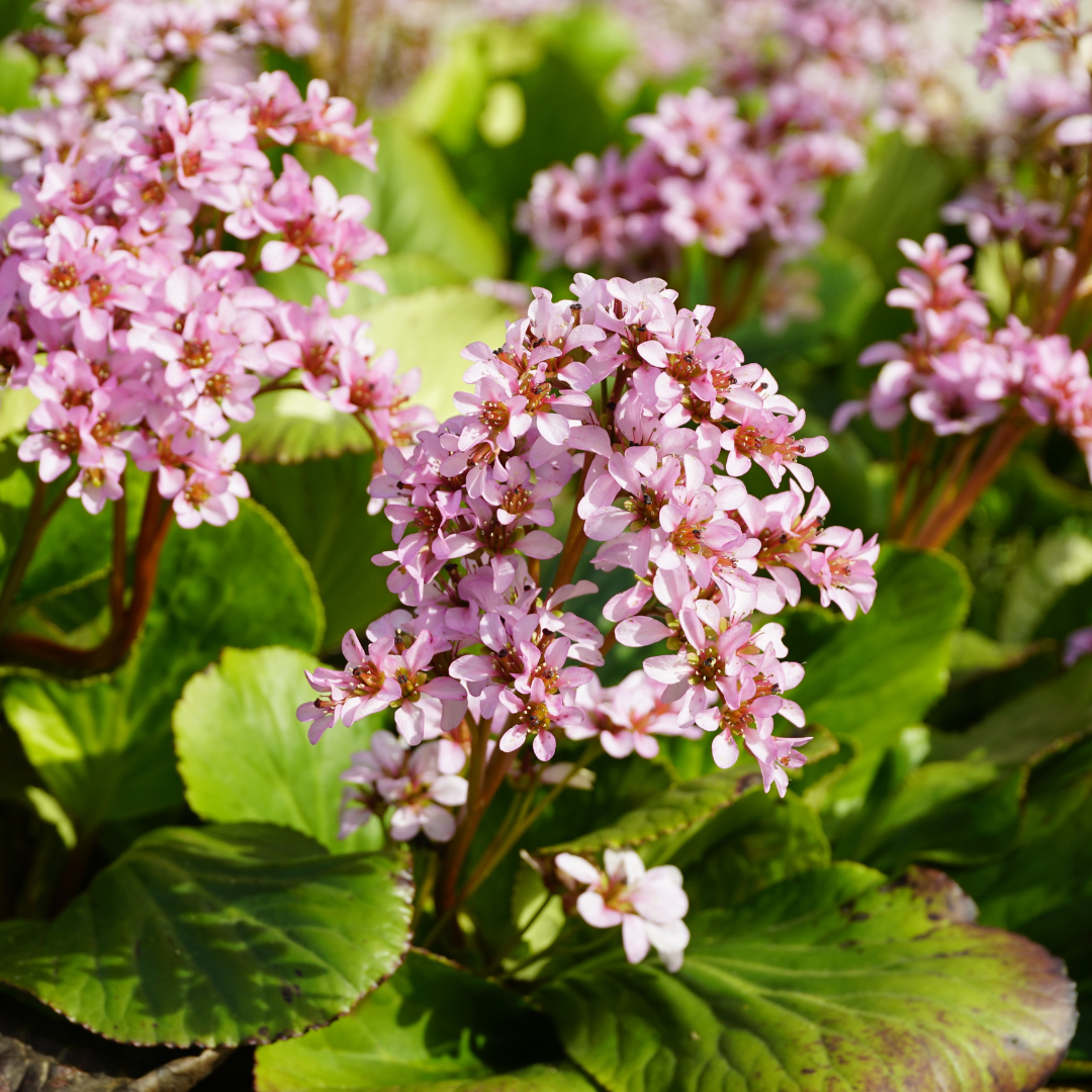 Bergenia cordifolia (Herzblatt-Bergenie)