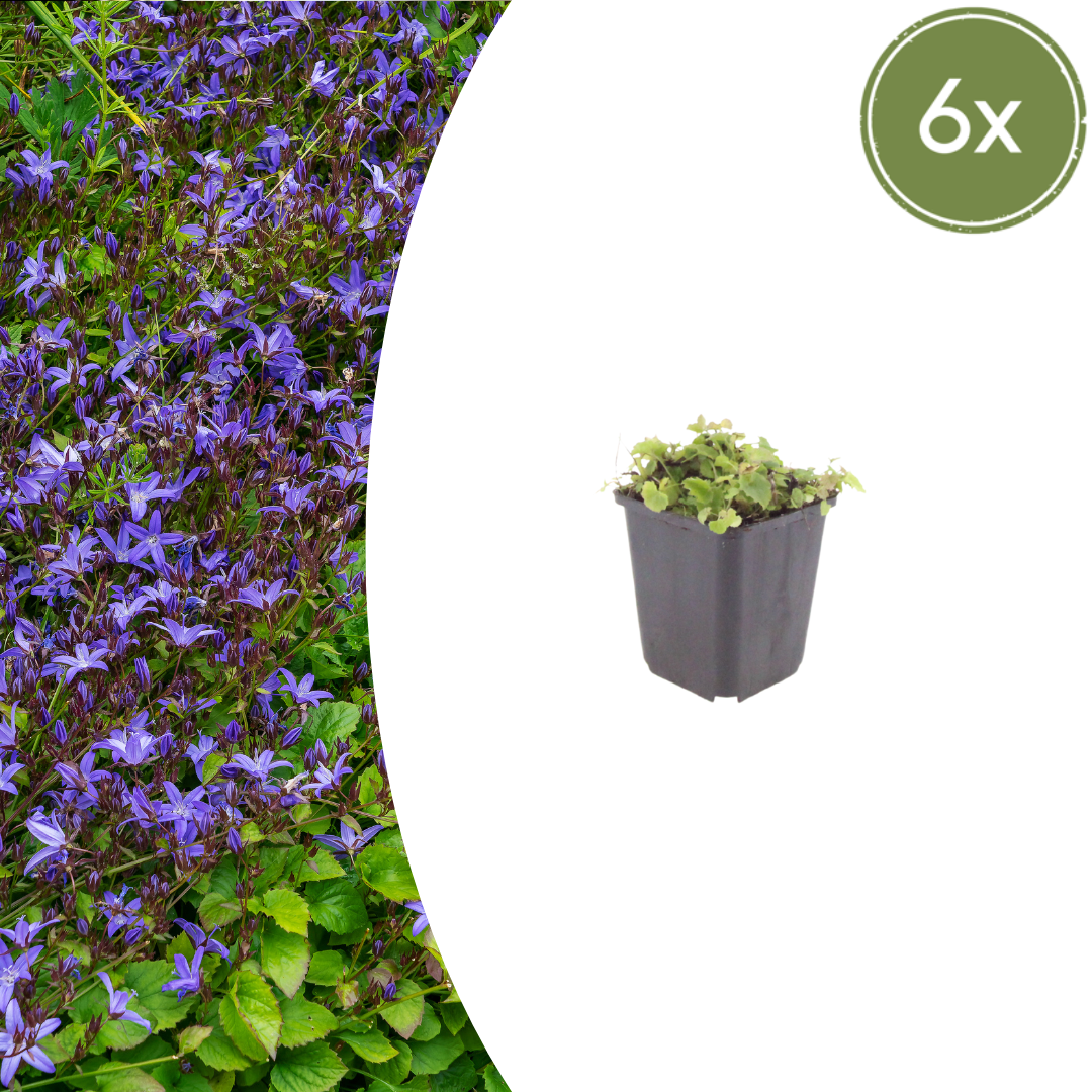 Campanula poscharskyana (Polster-Glockenblume)