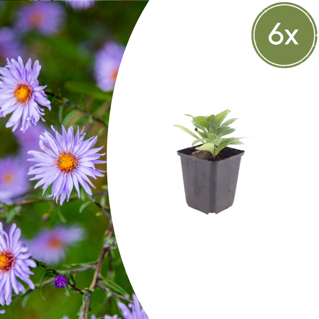 Aster × frikartii ‘Mönch’ (Sommer-Aster)