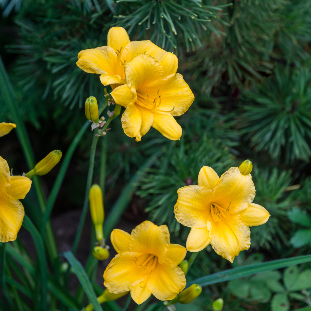 Taglilie ‘Stella de Oro’ (Hemerocallis)